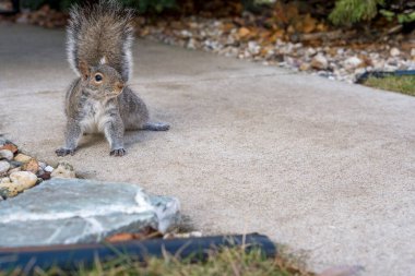 Beton kaldırımda duran gri sincap kayalar ve düşmüş yapraklarla. Arka bahçesinde fotokopi alanı olan şirin bir şehir vahşi hayatı sahnesi..