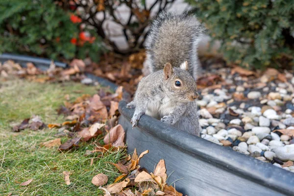Arka planda sonbahar yaprakları ve taşlar olan bir bahçe sınırında oturan sevimli gri sincap. Şehir arka bahçesinde vahşi yaşam, doğal doğa manzarası..