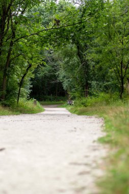 Çevresi yemyeşil ağaçlarla çevrili doğal bir parkta sessiz bir orman yolu. Kopya alanı olan yaz manzarası.
