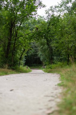 Yoğun yeşil ormanda boş yürüyüş yolu. Açık hava ve seyahat teması için doğal manzara.