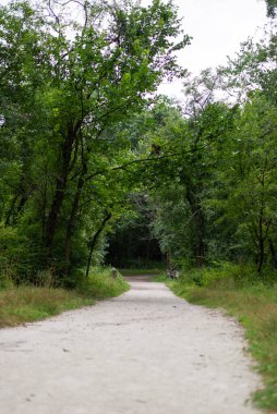 Yazın yemyeşil ormanda boş yürüyüş patikaları. Ağaçlı ve yapraklı manzara manzarası.