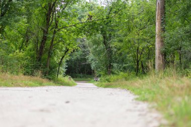 Yaz parkındaki yeşil ormanda boş bir patika. Ağaçlı ve fotokopi alanlı doğal doğa manzarası. Doğa, seyahat, yürüyüş ve rahatlama kavramları için mükemmel..