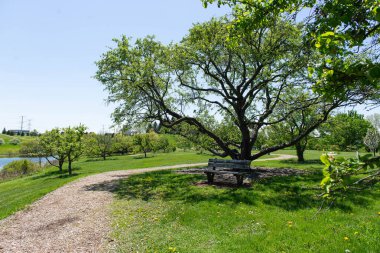 Büyük bir ağacın altında ahşap bir bank ve güneşli bir bahar gününde kıvrımlı bir yürüyüş yolu olan güzel yeşil park manzarası..