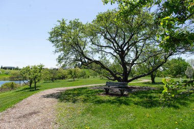 Büyük bir ağacın altında ahşap bir bank ve kıvrımlı bir yürüyüş yolu olan manzaralı bir bahar parkı. Barışçıl doğa arka planı.