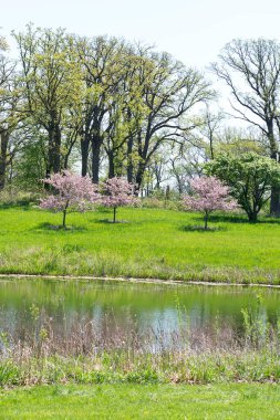 Havuz suyu, yeşil çayır ve güneşli bir günde çiçek açan pembe ağaçlarla manzaralı bahar doğası..