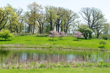 Havuz suyu, yeşil çayır ve güneşli bir günde çiçek açan pembe ağaçlarla manzaralı bahar doğası..