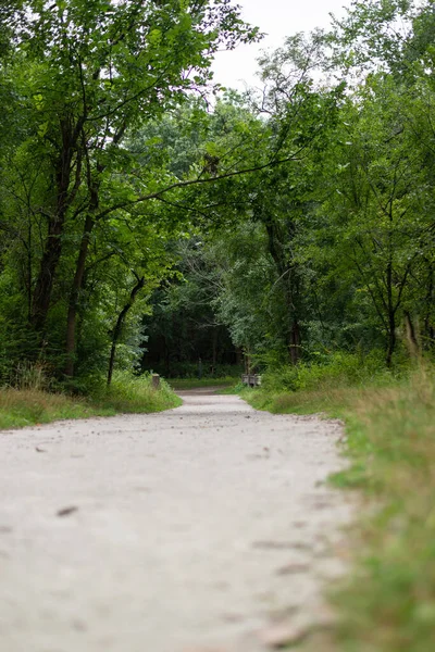 Yoğun yeşil ormanda boş yürüyüş yolu. Açık hava ve seyahat teması için doğal manzara.