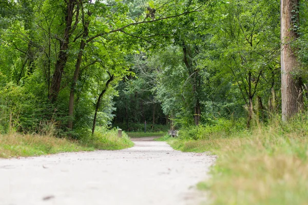 Yaz parkındaki yeşil ormanda boş bir patika. Ağaçlı ve fotokopi alanlı doğal doğa manzarası. Doğa, seyahat, yürüyüş ve rahatlama kavramları için mükemmel..