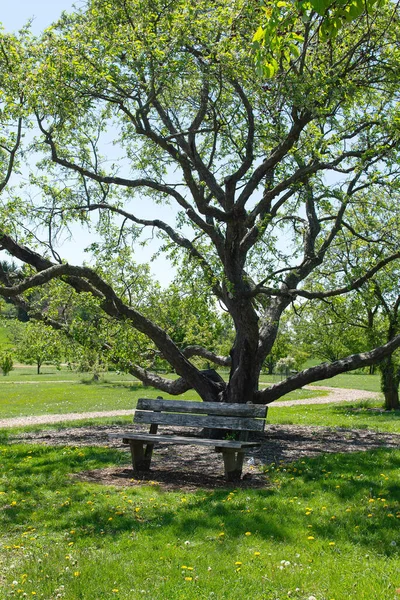 Güneşli bir bahar gününde büyük bir ağacın altında ahşap bir bank olan huzurlu bir park. Yeşil çimen, taze yeşillik ve yürüyüş yolu..