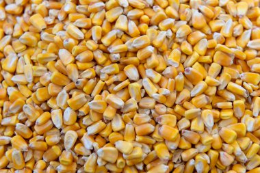 Close up background of yellow corn kernels. Maize grain texture for agriculture, harvest and animal feed concept.