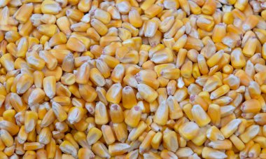 Sarı mısır tanelerini tamamen kapatın. Tarım, hasat ve hayvan yemi konsepti için doğal tahıl dokusu.