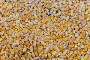 Sarı mısır taneleri rustik ahşap masaya döküldü. Tarım hasadı ve hayvan besleme kavramı.