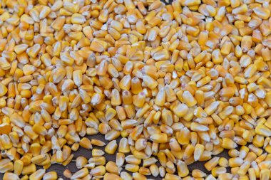 Sarı mısır taneleri rustik ahşap masaya döküldü. Tarım hasadı ve hayvan besleme kavramı.