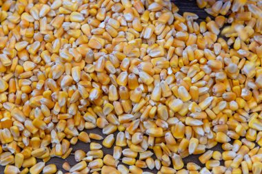 Sarı mısır taneleri rustik ahşap masaya döküldü. Tarım hasadı ve hayvan besleme kavramı.