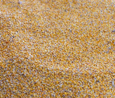 Sarı mısır tanelerinin tam çerçeve arka planı. Tarım hasadı ve hayvan yemi konsepti dokusu.