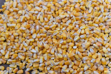 Sarı mısır taneleri rustik ahşap masaya döküldü. Tarım hasadı ve hayvan besleme kavramı.