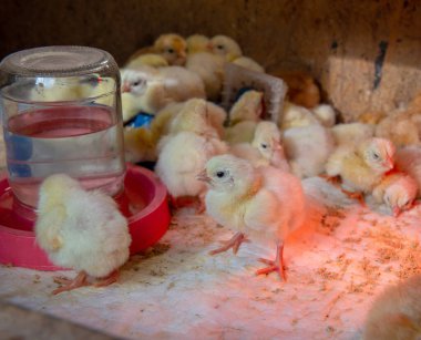 Yeni doğmuş civcivler ısıtıcı lamba altında dinleniyor ve kümes hayvanlarının içinde hareket ediyorlar. Tarım ve hayvancılık kavramı tavuk yetiştiriciliğinin ve hayvan bakımının erken safhalarını gösteriyor..