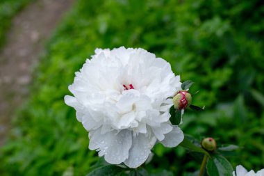 Bahçede büyüyen yeşil tomurcuklu su damlalarıyla kaplı beyaz şakayık çiçeği. Doğal çiçek arkaplanı tazeliği, saflığı, bahar çiçeğini ve doğanın güzelliğini sembolize eder..