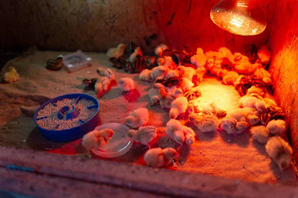 Yeni doğmuş bir grup bıldırcın yavrusu sıcak bir lambanın altında ahşap bir kuluçka kutusunun içinde dinleniyor. Yavru bıldırcın yiyen ve içen küçük çaplı kümes hayvanları konsepti..