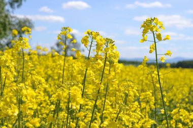 Açık mavi gökyüzünün altında açan parlak ve güneşli bir kanola çiçeği (Brassica napus) görüntüsü. Bu taze, doğal görüntü tarım sektörü, organik tarım, çevre temaları ve sürdürülebilir biyoyakıt kavramları için mükemmeldir..