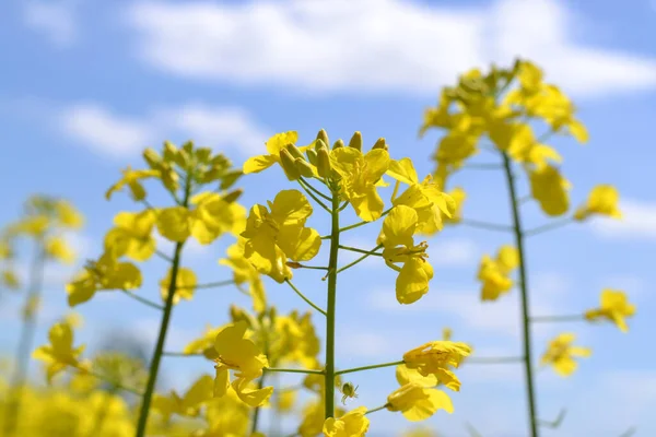 Açık mavi gökyüzünün altında açan parlak ve güneşli bir kanola çiçeği (Brassica napus) görüntüsü. Bu taze, doğal görüntü tarım sektörü, organik tarım, çevre temaları ve sürdürülebilir biyoyakıt kavramları için mükemmeldir..