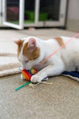 Tatlı bir zencefil ve beyaz kedinin yumuşak halıda renkli bir gökkuşağı oyuncağıyla oynadığı yatay yakın plan bir çekim. Görüntü, bir kedinin doğal yırtıcı davranışını ve oyunculuğunu yakalar. Hayvan malzemeleri mağazaları, hayvan koruma makaleleri ve...