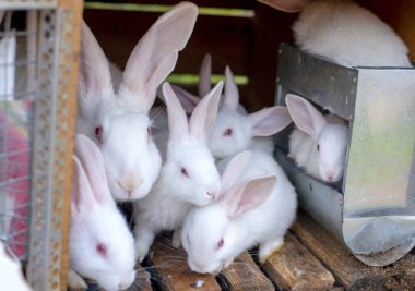 Çiftlikteki ahşap bir kulübenin içinde tüylü beyaz albino tavşanların yakın plan çekimi. Tavşanlar uzun kulaklarını ve pembe gözlerini gösteren metal bir besleyicinin yanında bir araya gelirler. Bu resim hayvancılık, ticari tavşan yetiştiriciliğini temsil ediyor.,