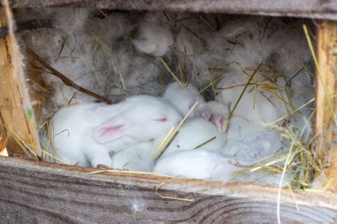 Birkaç yeni doğmuş küçük beyaz tavşanın yakın plan çekimi bir araya gelip ahşap bir yuva kutusunun içinde uyudular. Tavşanlar yumuşak tavşan kürkü ve sıcak tutmak için kuru samanla çevrili. Bu otantik çiftlik sahnesi hayvan yetiştiriciliğini, anne arabasını temsil ediyor.