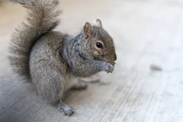 Beton bir yüzeyde oturan ve pençelerinde yiyecek tutan şirin bir Doğu gri sincabının detaylı yatay görüntüsü. Görüntü, sincabın kalın gri kürkünü ve koyu rengini vurgulayan yumuşak, bulanık bir arka plana sahip sığ bir alan derinliğine sahiptir.