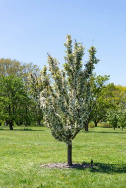 Berrak mavi gökyüzünün altındaki yeşil çayır üzerindeki çiçek açan ağaç. Taze çimen ve doğa manzaralı bahar manzarası.