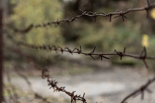 Rusty barbed wire and green forest on the background. — Stock Photo, Image