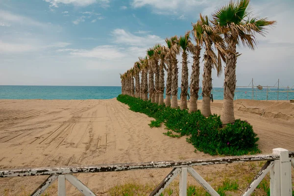 Palm Trees Seashore Sea Beach Palm Trees Growing One Line — Stock Photo, Image