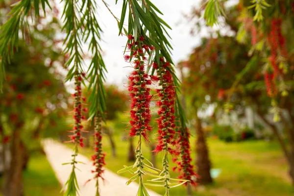 Güzel kırmızı çiçekler salkım söğüt ağaçları. Ağlayan Şişe Fırçası Ağacı. Callisten viminalis.