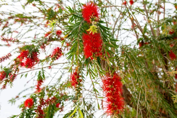 Lindas Flores Vermelhas Chorando Salgueiros Árvore Bottlebrush Chorosa Callistemon Viminalis — Fotografia de Stock