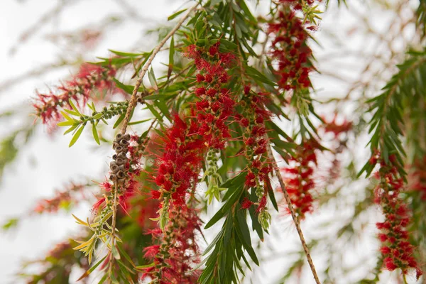 Güzel kırmızı çiçekler salkım söğüt ağaçları. Ağlayan Şişe Fırçası Ağacı. Callisten viminalis.