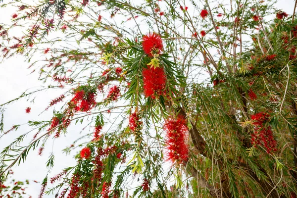 Lindas Flores Vermelhas Chorando Salgueiros Árvore Bottlebrush Chorosa Callistemon Viminalis — Fotografia de Stock
