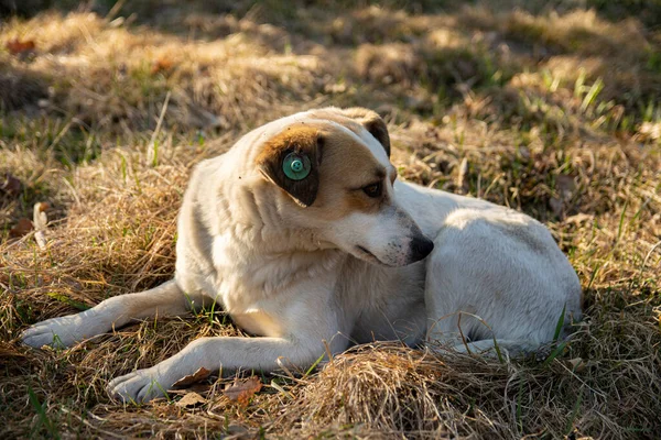 Mongrel Dog Tag His Ear Lies Grass — Stock Photo, Image