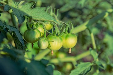 Dal üzerinde olgunlaşan domatesler. Domatesler bahçe yatağında yetişir. Tarım, tarım, organik, taze ve sağlıklı gıda.