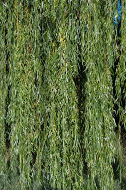 Söğüt dalı dokusu. Ağlayan söğüt ve yemyeşil yapraklar. Doğal yeşil tsuvet yapraklarından yapılmış..