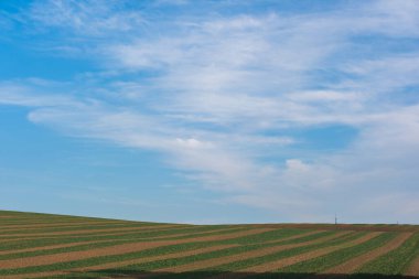 Düzgünce ekilmiş ekinlerle dolu bir tarla, yumuşak tepeli güzel bir manzara, ve beyaz bulutlu mavi bir gökyüzü. Minimalist alan fotoğrafçılığı.