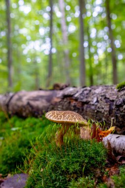 Ormanda düşen yaprakların arasında güzel, çatırdayan bir mantar yetişiyor. Bir sonbahar ormanında Xerocomellus chrysenteron mantarı..