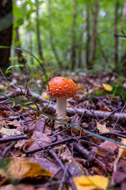 Ormanda düşen yaprakların arasında genç ve güzel bir kızıl sineksi mantar (Amanita) yetişir. Amanita muscaria mantarı sonbahar ormanında.