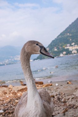Genç ama şimdiden oldukça büyük, gri tüylü bir kuğu. İtalya 'daki Como Gölü' nün arka planına karşı büyümemiş bir cygnet 'in yakın plan portresi..