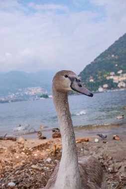 Genç ama şimdiden oldukça büyük, gri tüylü bir kuğu. İtalya 'daki Como Gölü' nün arka planına karşı büyümemiş bir cygnet 'in yakın plan portresi..