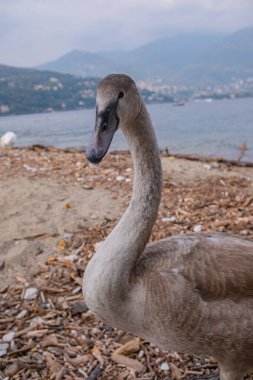 Genç ama şimdiden oldukça büyük, gri tüylü bir kuğu. İtalya 'daki Como Gölü' nün arka planına karşı büyümemiş bir cygnet 'in yakın plan portresi..