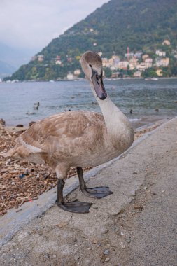 Genç ama şimdiden oldukça büyük, gri tüylü bir kuğu. İtalya 'daki Como Gölü' nün arka planına karşı büyümemiş bir cygnet 'in yakın plan portresi..