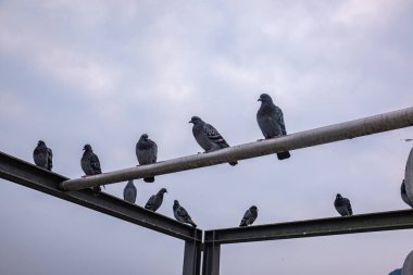 Güvercinler Como Gölü 'nün arka planına ve kasvetli gökyüzüne dayanan metal bir yapıya tünediler. İtalya 'daki Como Gölü' nde çeşitli renklerde şehir güvercinleri.