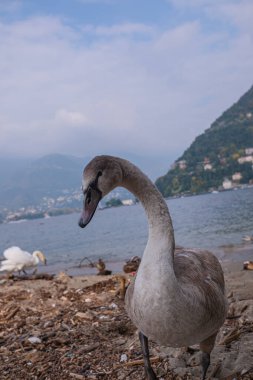 Genç ama şimdiden oldukça büyük, gri tüylü bir kuğu. İtalya 'daki Como Gölü' nün arka planına karşı büyümemiş bir cygnet 'in yakın plan portresi..