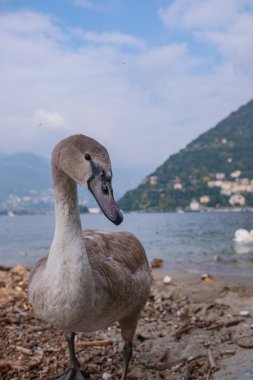 Genç ama şimdiden oldukça büyük, gri tüylü bir kuğu. İtalya 'daki Como Gölü' nün arka planına karşı büyümemiş bir cygnet 'in yakın plan portresi..