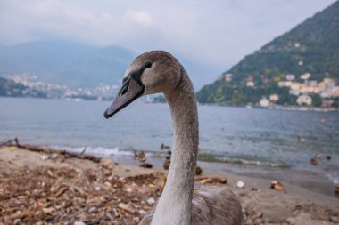 Genç ama şimdiden oldukça büyük, gri tüylü bir kuğu. İtalya 'daki Como Gölü' nün arka planına karşı büyümemiş bir cygnet 'in yakın plan portresi..